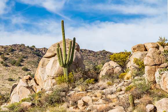 Cactus and Rocks