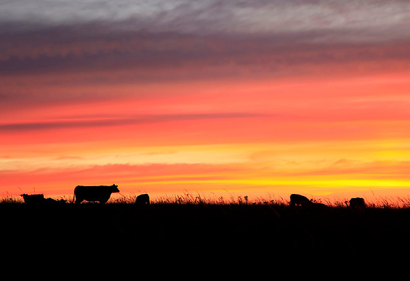 Cattle at Sunrise