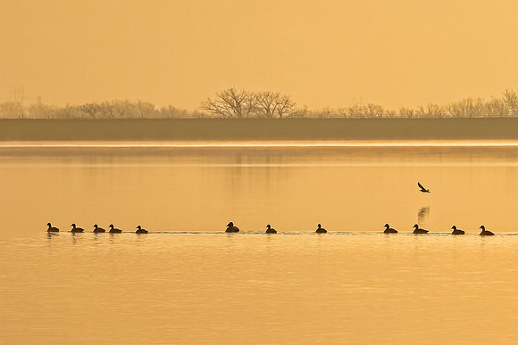 Golden Morning Fog
