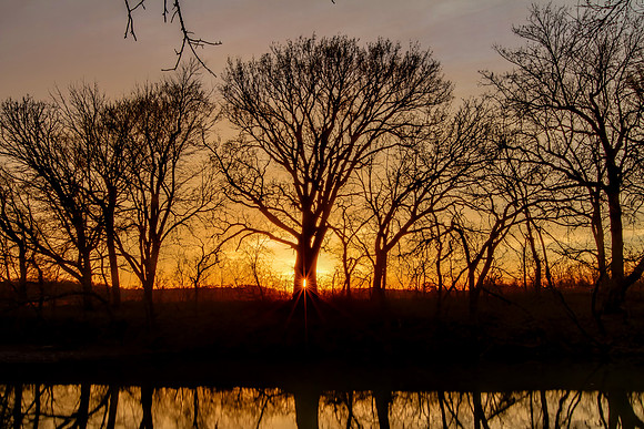 Tree Light