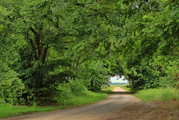 Tree Tunnel