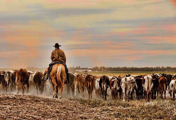 Kansas Cattle Drive- Follow the Herd