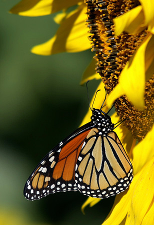 Monarch Butterfly