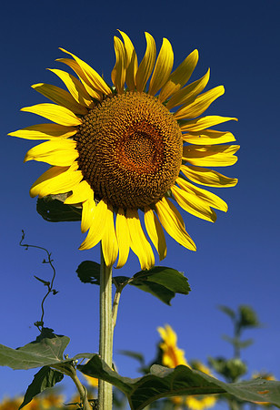 Kansas Sunflower