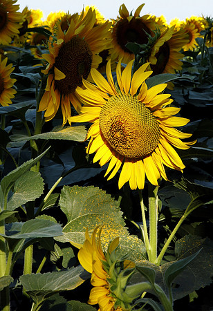 Inside the Sunflower Field