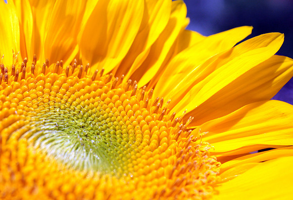Summer Sunflower