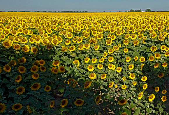 Sunflowers