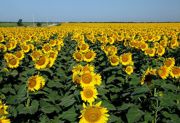 Kansas Sunflower Field