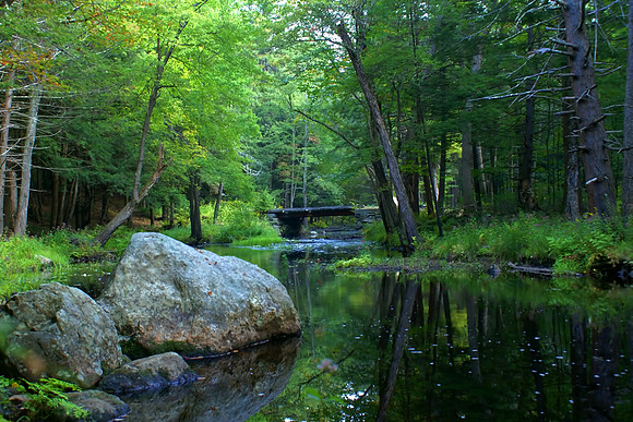 Quiet Reflection