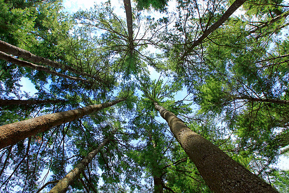 Where the Trees are Tall