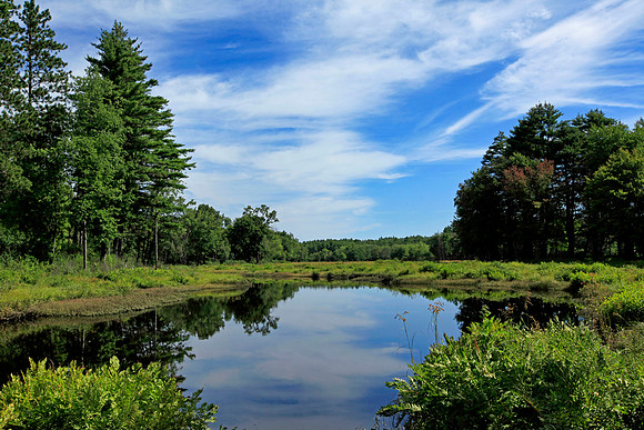 Across the Marsh
