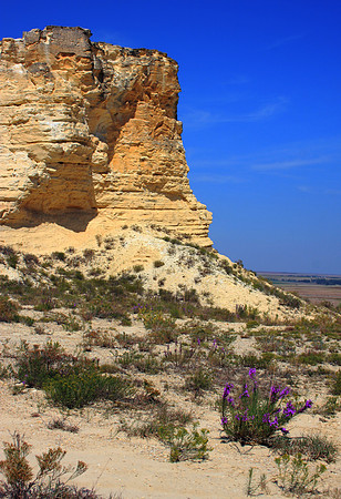 Prairie Color