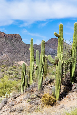 Cactus and Mountains