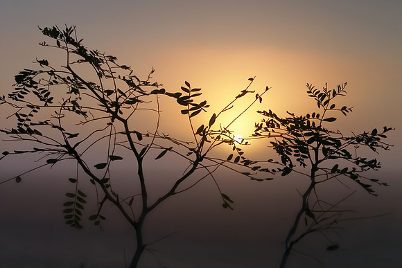 Morning Fog