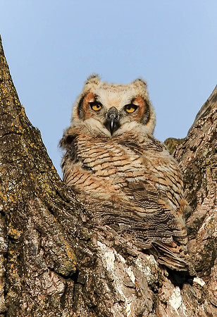 Young Horned Owl