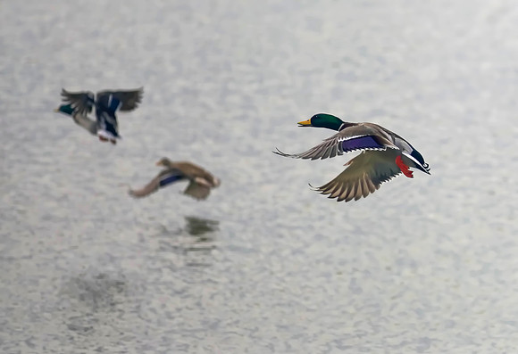 Flying Mallards