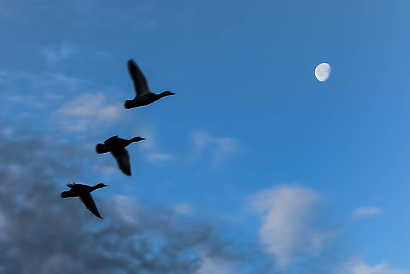 Flight by the Setting Moon