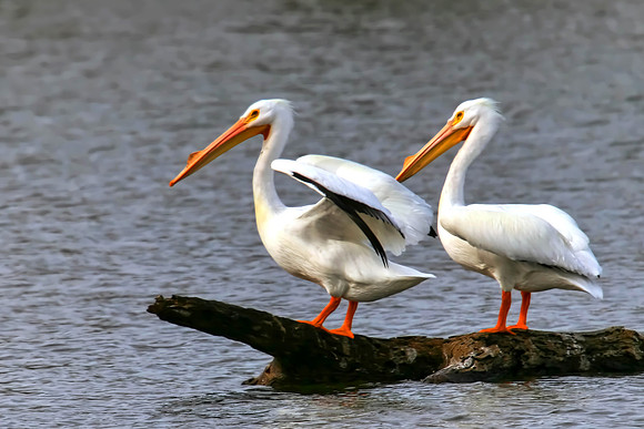 American Pelicans