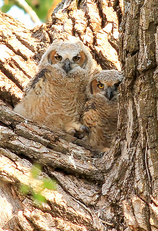 Young Horned Owl Pair