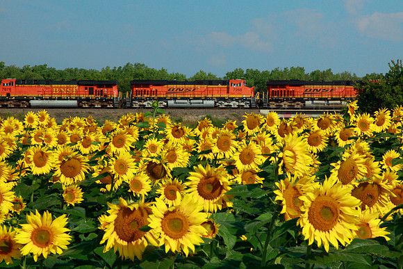 Sunflower Railway