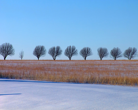 Tree line in snow